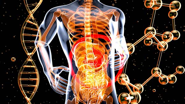 Microbiote Intestinal : Comment Optimiser votre Flore pour une Santé Optimale